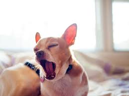 If you have a cavalier king charles spaniel or other breed prone to heart disease, this often signals that the disease is progressing. What To Do If Your Dog Is Coughing