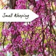 The small, dwarf or upright cherry blossom varieties in this section have been specially selected from our full range of cherry trees because they are suitable for small gardens. Small Garden Trees Ornamental Trees For Small Gardens