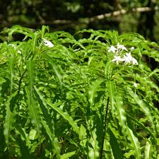 Image result for Alstonia venenata