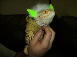 Yoda Costume For Bearded Dragon Baby Bearded Dragon Bearded Dragon Cute Bearded Dragon Costume