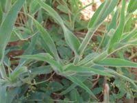 Image result for Schmidtia kalahariensis