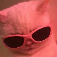 Pin By Ortisazj On Meme Reaction Cute Cat Memes Cute Cat Wallpaper Cat Aesthetic