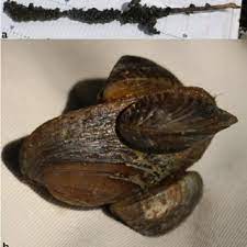 The zebra mussel, dreissena polymorpha, has strong economic and environmental effects within a wide range of habitats, including reservoirs, and there is a need to monitor in advance of an arrival so that an elimination might be possible. A Dense Overgrowth Of Zebra Mussels Dreissena Polymorpha On Dead Download Scientific Diagram