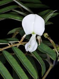 Image result for Tephrosia aequilata