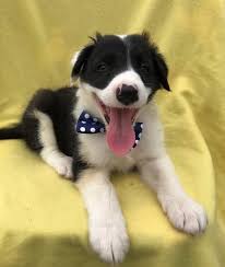 The border collie should be very well socialized as a puppy to prevent shyness. Male And Female Border Collie Puppies Los Angeles For Sale Los Angeles Antelope Valley Pets Dogs