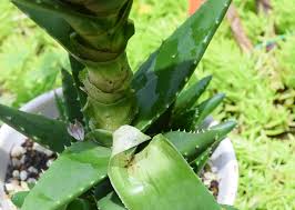 おそろしいほど葉焼けしたアロエを仕立てなおす Kobiのシークレットガーデン 観葉植物 多肉植物の育て方