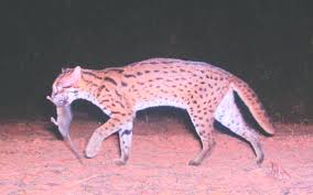 The best weight loss cat foods are high in protein and low in calories. Leopard Cat Prionailurus Bengalensis Camera Trapped In Tangkulap Forest Download Scientific Diagram