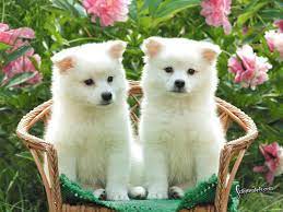 Cute Puppies Photos Pet Dogs Images Cute Dog Photos Cute Puppy Photos