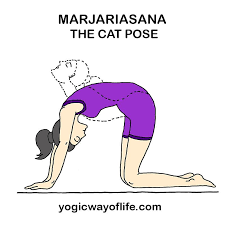 Pin On Yoga With Cats