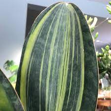 We did not find results for: Sansevieria Masoniana White Variegata Sansevieria Variegated Whale Fin In Gardentags Plant Encyclopedia