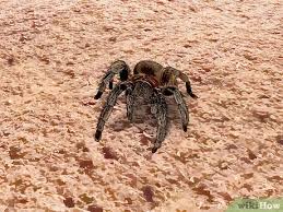 The female black widow spider is easy to identify thanks to its big and round belly. How To Identify The Most Common North American Spider Species