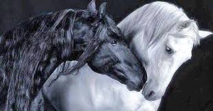 Olenenok Foto Horses White Horses Pretty Horses