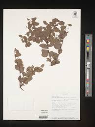 Image result for Osyris compressa