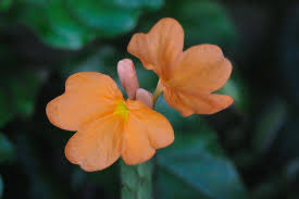 Mahanandi Goddess Of The Garden Kanakambaram Garden Flowers Plant Care