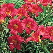 Check spelling or type a new query. Daylily Little Business K Van Bourgondien