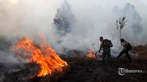 Namun, kondisi kering akibat el nino tahun 2015 menjadikan kebakaran hutan dan lahan merupakan peristiwa rutin yang hampir sering terjadi di. Kebakaran Hutan Dan Lahan Di Dusun Sigumoi Sumut Telah Dipadamkan Tribunnews Com Mobile