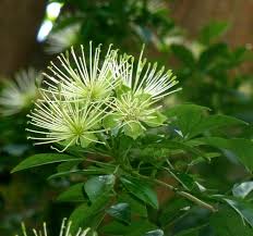 Image result for Maerua