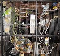 Walk In Aviary Bird Cage