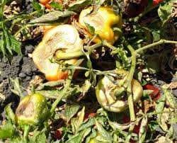 We did not find results for: Powdery Mildew Of Peppers Seminis