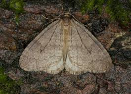 Image result for Operophtera fagata