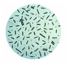 Botulismus m, allantiasis, e botulism, vergiftung durch das neurotoxin von clostridium botulinum (botulinustoxin); Botulismus Wikipedia