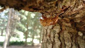 We did not find results for: File Empty Cicada Shell Jpg Wikimedia Commons