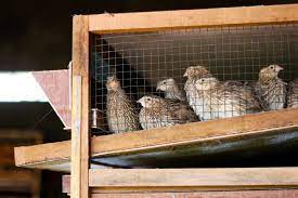 With window hay and straw storage and rug storage. The 5 Best Quail Cages That Make Raising Quail Easy The Happy Chicken Coop