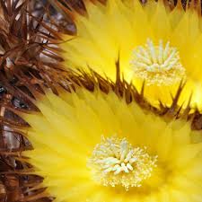 Image result for Erythrina sacleuxii