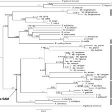 Image result for Diaphananthe lebelii