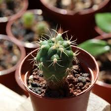 In modern english, the term cactus' properly refers to plants belonging to the family cactaceae. Growing Cacti From Seeds Part 3 Welcome
