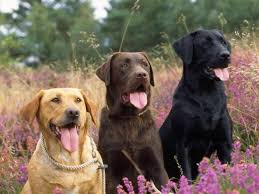 Les Labradors Chocolat Sont Plus Fragiles Que Les Autres Chocolate Labrador Retriever Labrador Retriever Labrador