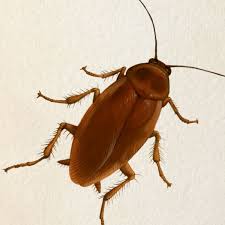 The palmetto is native to the caribbean and the florid islands, while cockroaches' infestation is distributed throughout the world. Palmetto Bug Charleston Sc Charleston Magazine