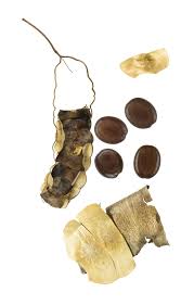 Image result for Entada abyssinica