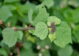 Image result for Triumfetta digitata