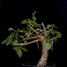 Image result for Commiphora pteleifolia