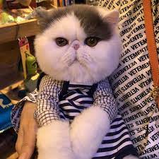 Download free images cats 1080 x 1080 for mobile wallpapers for your cell phone. Pin On Sweet Cats