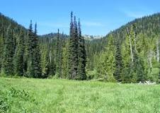Image result for what is a woodland clearing