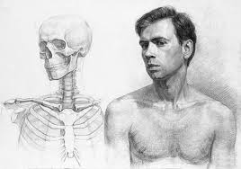 One of the best ways to learn anatomy is to read a book or watch videos on the topic. How To Practice Drawing Anatomy The Essential Guide Improve Drawing