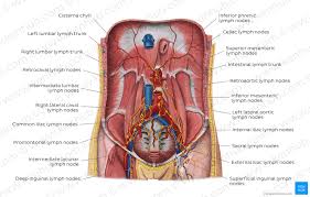 Vestibular anatomy and neurophysiology review the human postural control system to understand. Lymph Nodes Of The Thorax And Abdomen Anatomy Kenhub