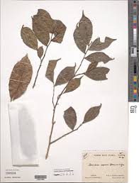 Image result for Scytopetalum pierreanum