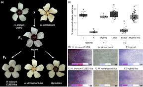 Image result for Hibiscus tridactylites