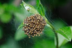 Some species of spider lay their eggs in sacs that are on the ground, so there might not always be visible webbing. How Many Spiderlings Can A Spider Have School Of Bugs