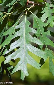 Oak Leaf Comparison Eloise Butler Wildflower Garden