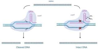 Cisplatin Destabilizes RNA : DNA Hybrid Structures and Inhibits RNA  Function in a CRISPR Model System