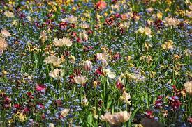 Planting native michigan species creates biodiversity and supports local wildlife. 28 Common Flowers That Attract Hummingbirds Native Easy To Grow Bird Watching Hq