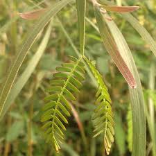 Image result for Acacia haematoxylon