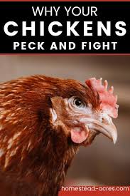 Maybe you would like to learn more about one of these? Chicken Bullying How To Stop Pecking And Fighting Homestead Acres