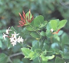 Image result for Oxygonum salicifolium