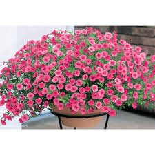 Image result for foto Million Bells