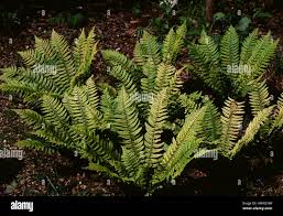 Image result for Woodsiaceae